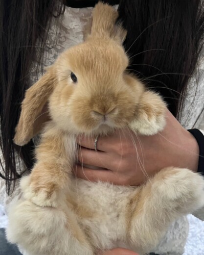 うちの家族うにさーん🐇